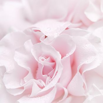 Pale pink white rose flower. Macro flowers background for holiday brand design