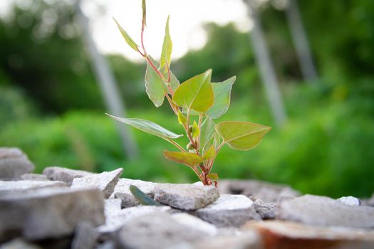 The power of growth. Sprouted sprout through the asphalt. The plant broke through the concrete. Power of nature. Overgrown city.