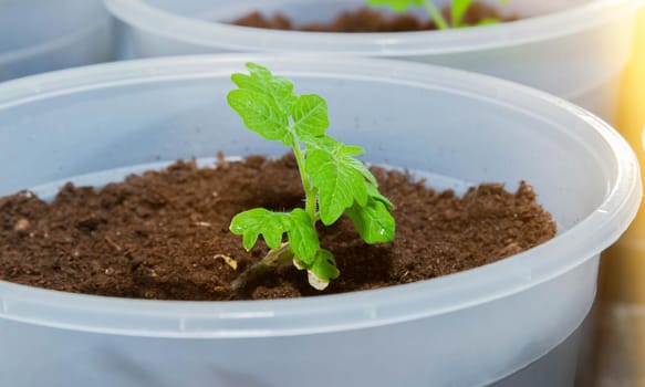 Growing genetically pure products. Non-gmo food. natural product. Seedling of tomatoes. Breeding a new type of tomato.