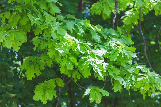 Background from green leaves of a tree in bright sunshine. Summer park on a sunny day. Green leaves of trees at sunset.