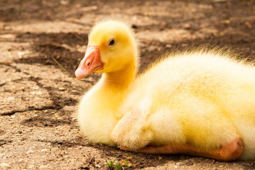 Gosling. Poultry farm for breeding geese. Little goose chicks in the grass. Feeding and caring for pets.