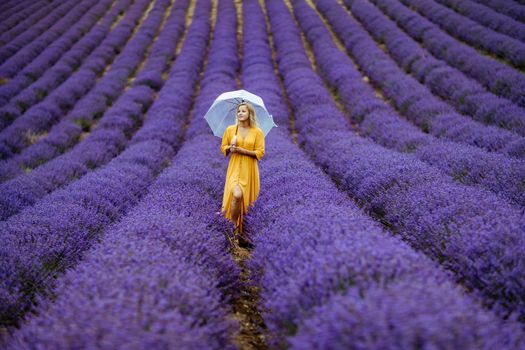 A middle-aged woman in a lavender field walks under an umbrella on a rainy day and enjoys aromatherapy. Aromatherapy concept, lavender oil, photo session in lavender.