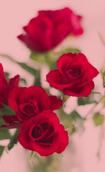 Tender bouquet of red roses, floral gift and beautiful flowers closeup