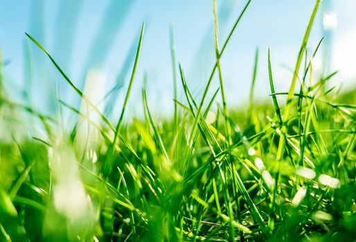 Earth landscape, growth and natural environment concept - Fresh grass and sunny blue sky on a green field at sunrise, nature of countryside