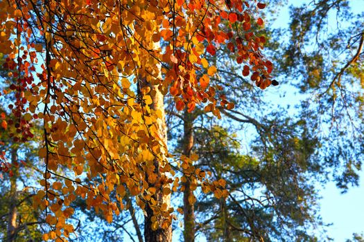 Autumn is one of the four temperate seasons. Outside the tropics, autumn marks the transition from summer to winter. Autumn trees with red gold yellow leaves playing in the warm sun