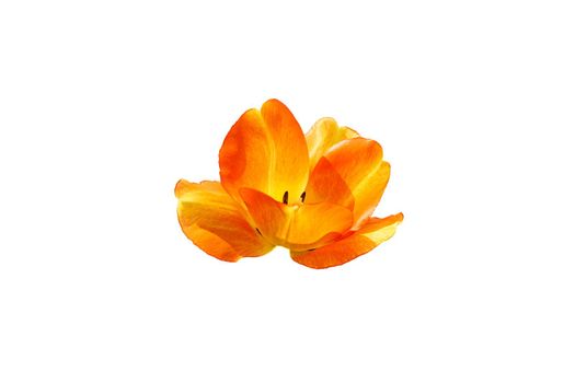 a bulbous spring-flowering plant of the lily family, with boldly colored cup shaped flowers. Opened yellow orange tulip bud isolated on white. High quality photo