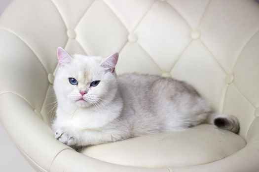 White cat with Blue eyes lies on a armchair. Beautiful silver chinchilla british cat.