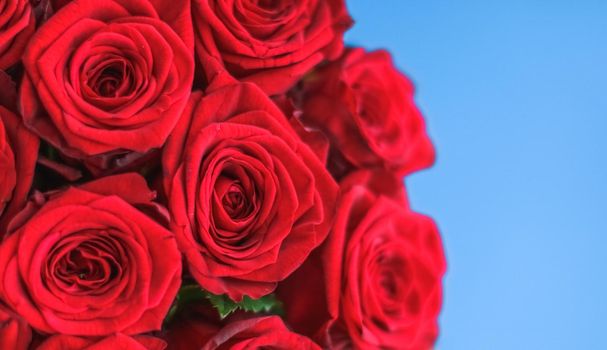 Blooming rose, flower blossom and Valentines Day present concept - Luxury bouquet of red roses on blue background, flowers as a holiday gift