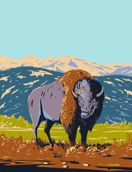 WPA poster art of a North American bison or Plains bison roaming in the prairie of Yellowstone National Park, Wyoming, United States of America USA done in works project administration style.
