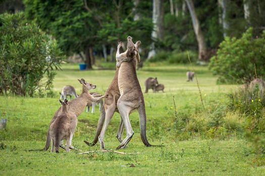Two male kangaroos fighting and female tries to stop them