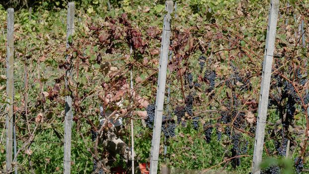 female farmer harvesiting for wine production