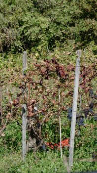 female farmer harvesiting for wine production