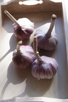 Four garlic heads for food and autumn planting in white tray, selective focus.