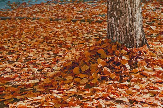 Autumn is the most colorful time of the year from all seasons, when nature changes its usual appearance to golden colors. Orange carpet of autumn leaves and tree trunk