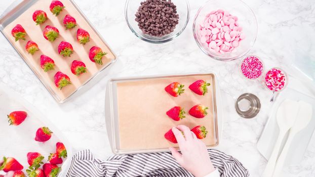Flat lay. Step by step. Arranging organic strawberries on a baking sheet to make chocolate dipped strawberries.