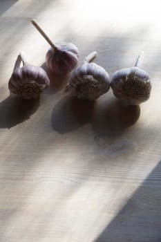 Garlic heads on white table for food and autumn planting, close up with vertical copy space.