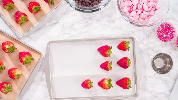 Flat lay. Step by step. Arranging organic strawberries on a baking sheet to make chocolate dipped strawberries.