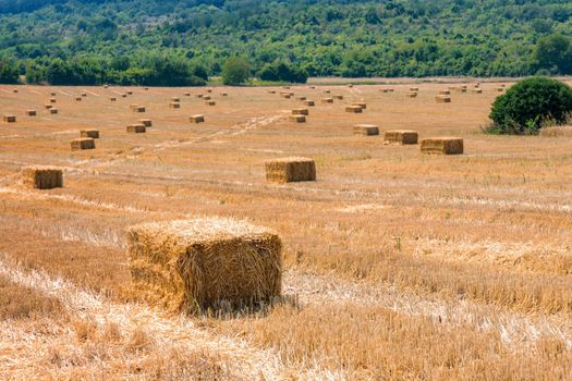 Hay bales on the field after harvest