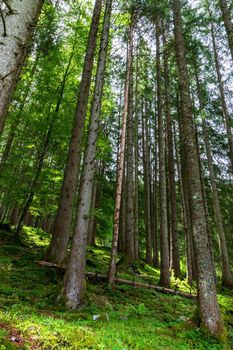 Tall trees in forest viewed from bottom to top. Vertical view