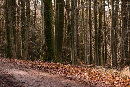 A dimly lit service road lined with leaves and trees in winter