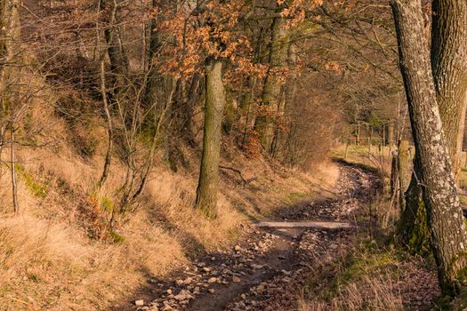 A wintry deep sunken path with trees leads down a hill in the rural areas of Germany