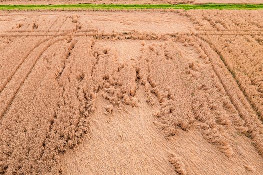 Aerial view of a grain field marked by heavy rain with tractor tracks and green strips