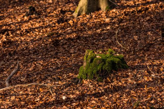 A tree stump, moss and leaves in the wintry forest in the evening sun