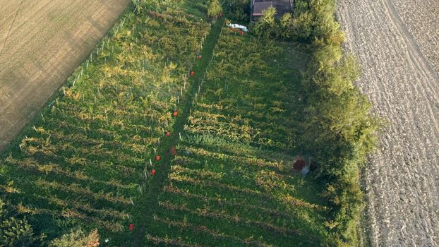 Grape harvesting in Arda Valley, Piacenza, Italy