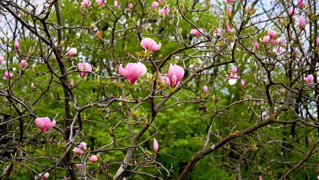 Lovely purplish pink magnolia flowers in spring garden.a tree or shrub with large, typically creamy-pink, waxy flowers. Pink magnolias are widely grown as ornamental trees.