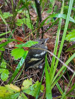 Little bird in wet grass. Wildlife background. Birdie in herbal. Representative of birds in their natural habitat