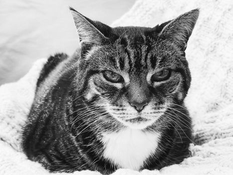 Beautiful female tabby cat at home, adorable domestic pet, black and white portrait, close-up