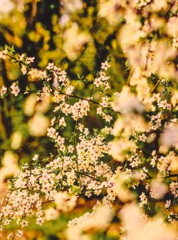 Flower art, romantic card and botanical backdrop concept - Vintage cherry flowers in bloom at sunrise as nature background for spring holiday design, floral dream garden