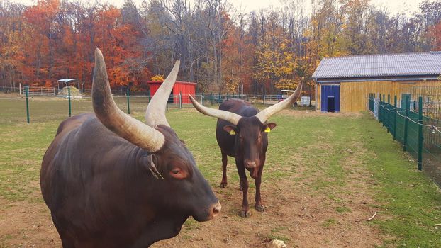 Watusi longhorn cattle in the countryside, autumn scene. High quality photo