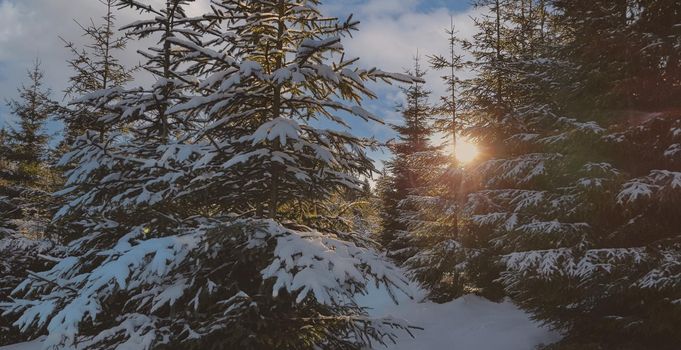 Winter landscape at sunset by a snowy forest lake. Winter pine forest. High quality photo