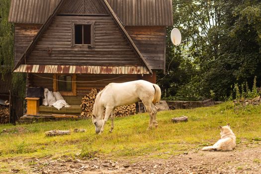 one white horse grazing on green grassland pasture against forest and old wooden barn at mountain. Eco travel tourism concept.