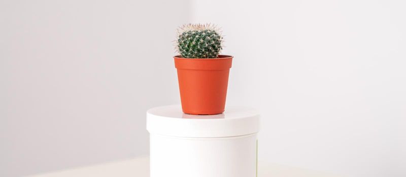 White jar with cactus in little pot on the white table against a white background with copy space. Depilation concept