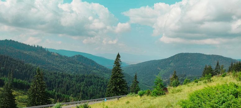 fir trees on meadow between hillsides with conifer forest . High quality photo