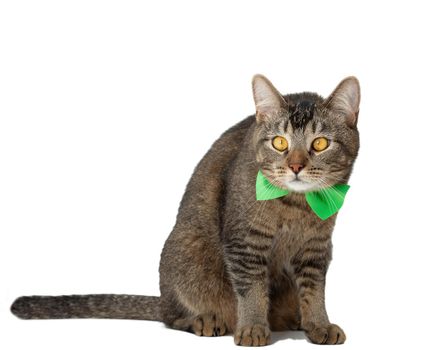 Isolated tricolor yellow eyed striped full length cat with green butterfly tie on neck on white background looking aside