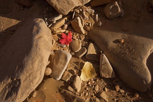 Red and yellow autumn leaves on the sand and rocks of a dry wash