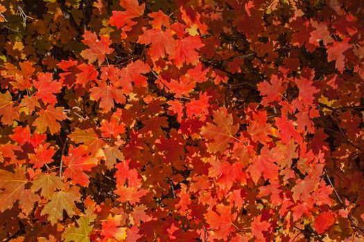 Brightly coloured leaves in Zion National Park. Utah