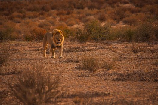 Male Lion (Panthera leo) patrolling his territory in Kgalagadi Trans Frontier National Park, Southern Africa