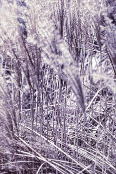 Rural landscape, pastel backdrop and environmental design concept - Vintage rustic grass and field, abstract nature background