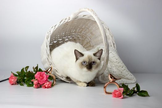 British shorthair colorpoint cat. Beautiful yang female cat with flowers. Kitten in the basket