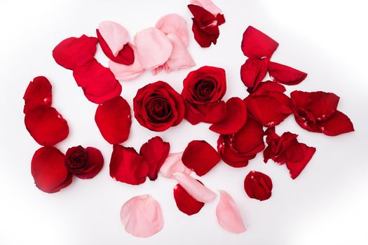 Red roses among rose petals on background.