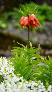 Orange-red Fritillaria imperialis flower with blurred background. Common names of this plant are crown imperial, imperial fritillary or Kaiser's crown