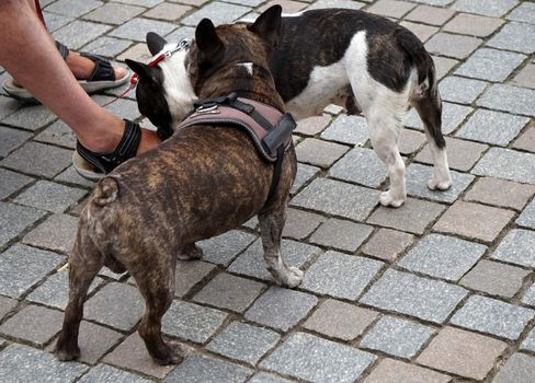 Two unusual colored french bulldogs standing on pavers. One is brown and the other black and white. The legs of the owner. One dog is sniffing the feet of this person.