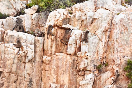 Hanging out on natures playset. baboons climbing down a mountain