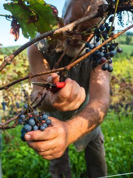 old bearded man harvesiting for wine production
