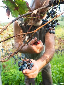 old bearded man harvesiting for wine production