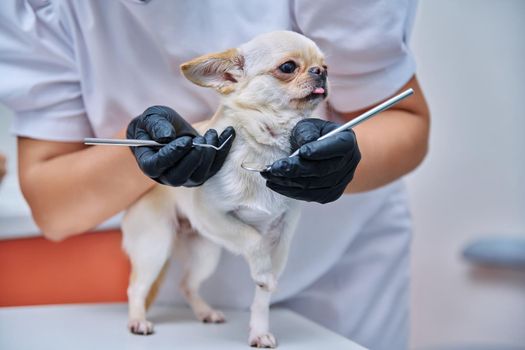 Small chihuahua dog being examined by a dentist doctor in a veterinary clinic. Pets, medicine, hygiene, care, animals concept